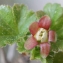  Liliane Roubaudi - Ribes uva-crispa L. [1753]