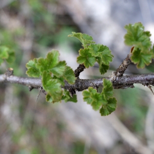 Photographie n°826161 du taxon Ribes uva-crispa L. [1753]