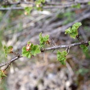 Photographie n°826163 du taxon Ribes uva-crispa L. [1753]