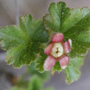 Photographie n°826166 du taxon Ribes uva-crispa L. [1753]