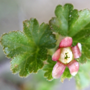 Photographie n°826167 du taxon Ribes uva-crispa L. [1753]