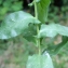  Liliane Roubaudi - Lepidium latifolium L. [1753]