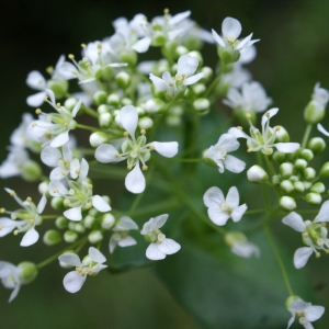 Photographie n°826254 du taxon Lepidium latifolium L. [1753]