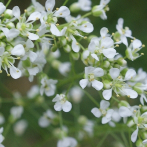 Photographie n°826255 du taxon Lepidium latifolium L. [1753]