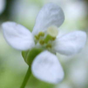 Photographie n°826269 du taxon Lepidium latifolium L. [1753]