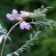  Liliane Roubaudi - Vicia pannonica Crantz [1769]