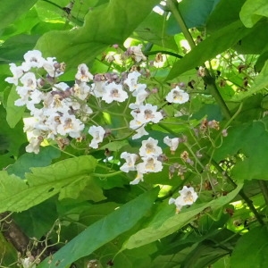 Photographie n°826320 du taxon Catalpa bignonioides Walter [1788]