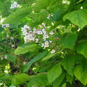 Photographie n°826321 du taxon Catalpa bignonioides Walter [1788]