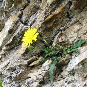 Photographie n°826476 du taxon Hieracium humile Jacq. [1777]