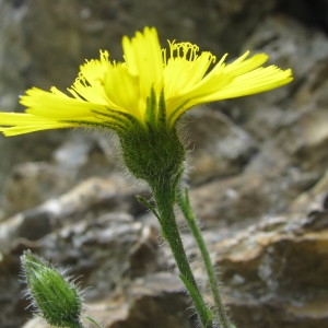 Photographie n°826478 du taxon Hieracium humile Jacq. [1777]