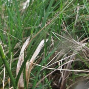 Photographie n°827099 du taxon Eriophorum angustifolium Honck. [1782]