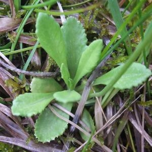 Photographie n°827114 du taxon Primula farinosa sensu auct. plur.