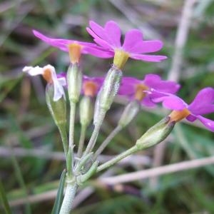 Photographie n°827116 du taxon Primula farinosa sensu auct. plur.