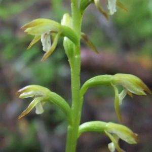 Photographie n°827125 du taxon Corallorhiza trifida Châtel. [1760]