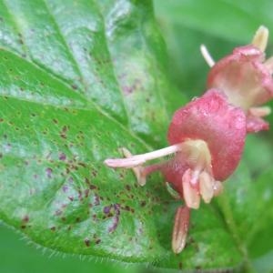 Photographie n°827178 du taxon Lonicera alpigena L. [1753]