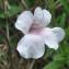  Yoan Martin - Pinguicula grandiflora subsp. rosea (Mutel) Casper [1962]