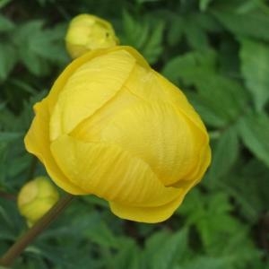  - Trollius europaeus L. [1753]