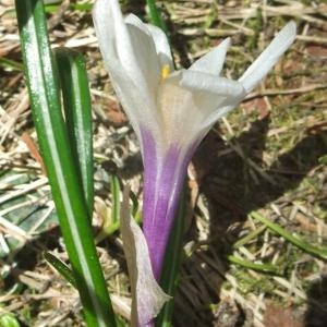 Photographie n°827241 du taxon Crocus albiflorus Kit. ex Schult. [1814]