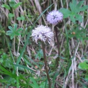 Photographie n°827263 du taxon Globularia nudicaulis L. [1753]