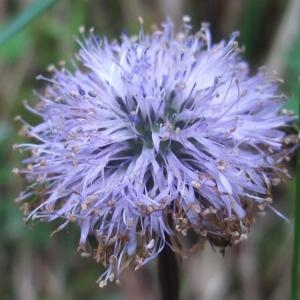 Photographie n°827264 du taxon Globularia nudicaulis L. [1753]