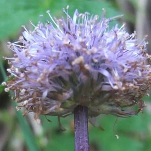 Photographie n°827265 du taxon Globularia nudicaulis L. [1753]