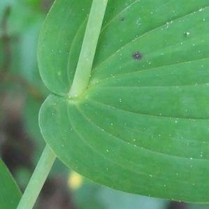 Photographie n°827270 du taxon Streptopus amplexifolius (L.) DC.