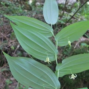 Photographie n°827280 du taxon Streptopus amplexifolius (L.) DC.