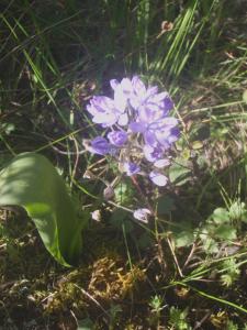 Genevieve Botti, le 25 avril 2016 (Montchique (Foia))