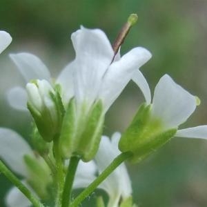 Arabis albida J.Jacq. (Arabette du Caucase)