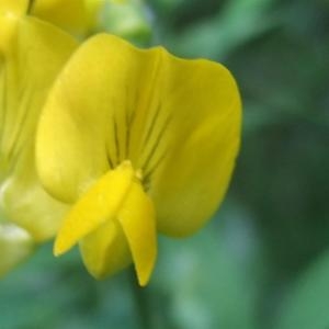 Photographie n°827331 du taxon Lathyrus pratensis L. [1753]