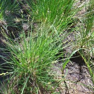 Photographie n°827345 du taxon Carex canescens L. [1753]