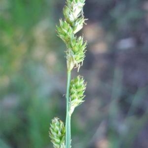 Photographie n°827348 du taxon Carex canescens L. [1753]