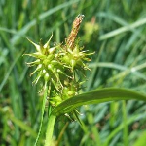 Photographie n°827356 du taxon Carex flava L. [1753]