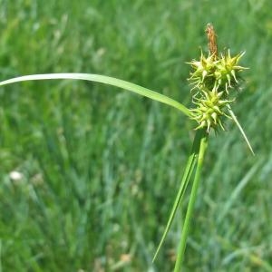 Photographie n°827357 du taxon Carex flava L. [1753]