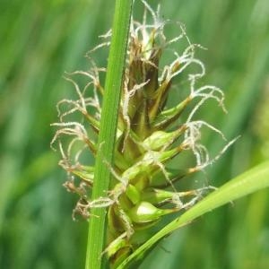 Photographie n°827363 du taxon Carex hostiana DC. [1813]