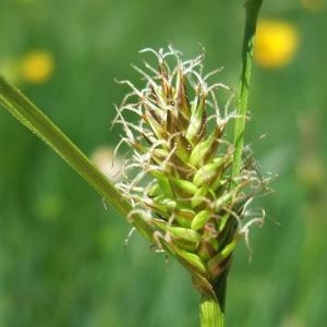 Photographie n°827364 du taxon Carex hostiana DC. [1813]