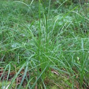 Photographie n°827410 du taxon Carex alba Scop. [1772]