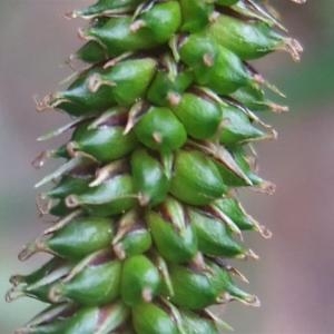 Photographie n°827430 du taxon Carex pendula Huds. [1762]