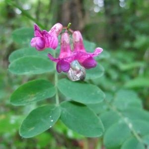 Photographie n°827513 du taxon Lathyrus niger (L.) Bernh. [1800]