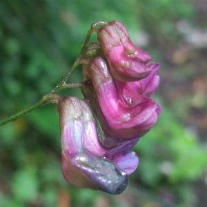 Photographie n°827519 du taxon Lathyrus niger (L.) Bernh. [1800]