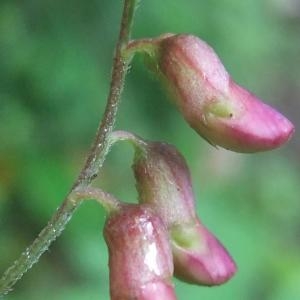 Photographie n°827520 du taxon Lathyrus niger (L.) Bernh. [1800]