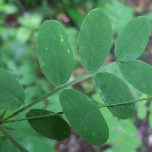 Photographie n°827522 du taxon Lathyrus niger (L.) Bernh. [1800]