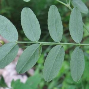 Photographie n°827524 du taxon Lathyrus niger (L.) Bernh. [1800]