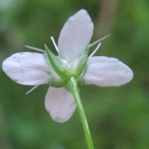 Photographie n°827544 du taxon Moehringia muscosa sensu L. [1754]