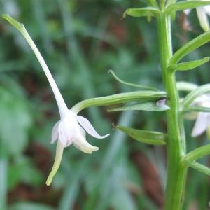 Photographie n°827545 du taxon Platanthera bifolia (L.) Rich. [1817]