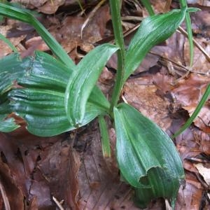 Photographie n°827549 du taxon Platanthera bifolia (L.) Rich. [1817]