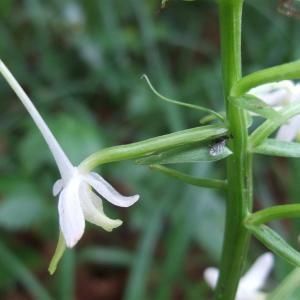 Photographie n°827551 du taxon Platanthera bifolia (L.) Rich. [1817]