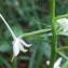  Yoan Martin - Platanthera bifolia (L.) Rich. [1817]