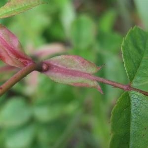 Photographie n°827561 du taxon Rosa arvensis Huds. [1762]