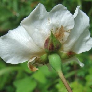 Photographie n°827568 du taxon Rosa arvensis Huds. [1762]